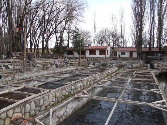 Psicultura Cuyam Co Truchas